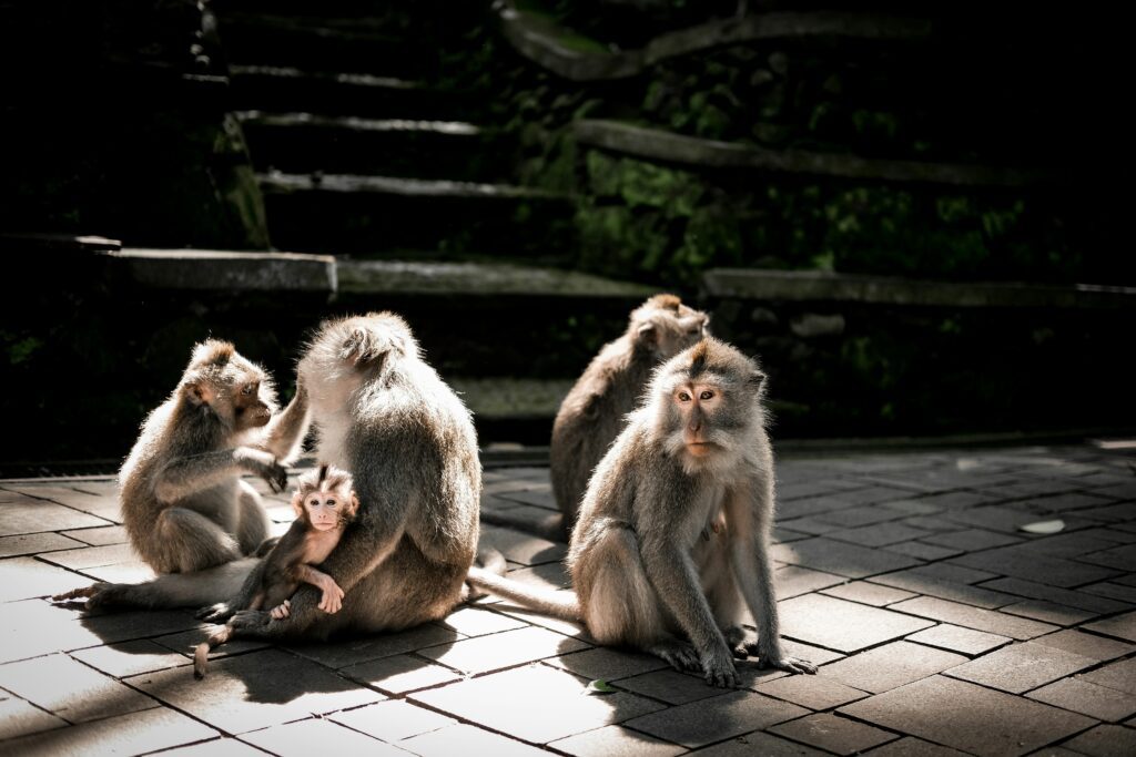 A group of long-tailed monkey grooming each other on the stone path at the Sacred Monkey Forest Sanctuary